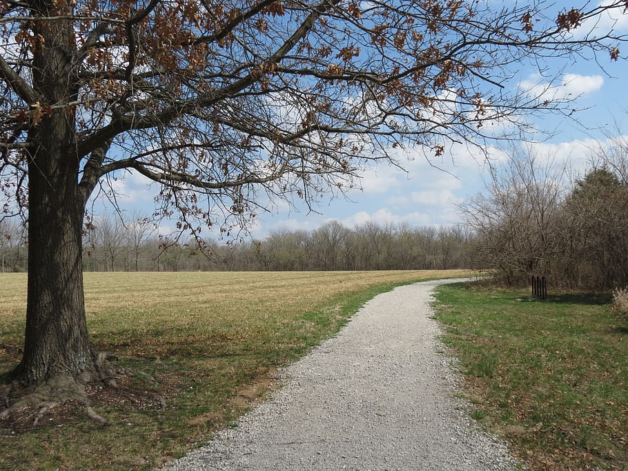 tree, trail, nature, path, field, landscape, scenic, hike, outdoor HD wallpaper