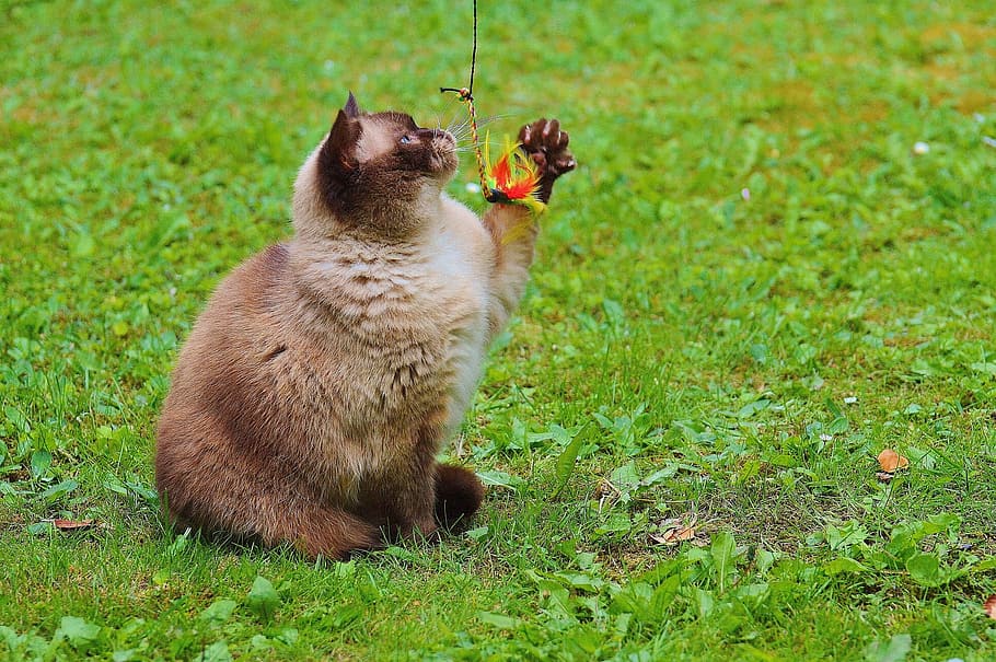 siamese cat holding toy on green grass, british shorthair, play, HD wallpaper