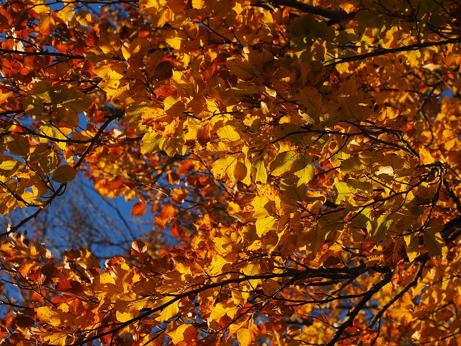 Branch, Leaves, Beech, Fall Foliage, golden, fall color, colorful HD wallpaper