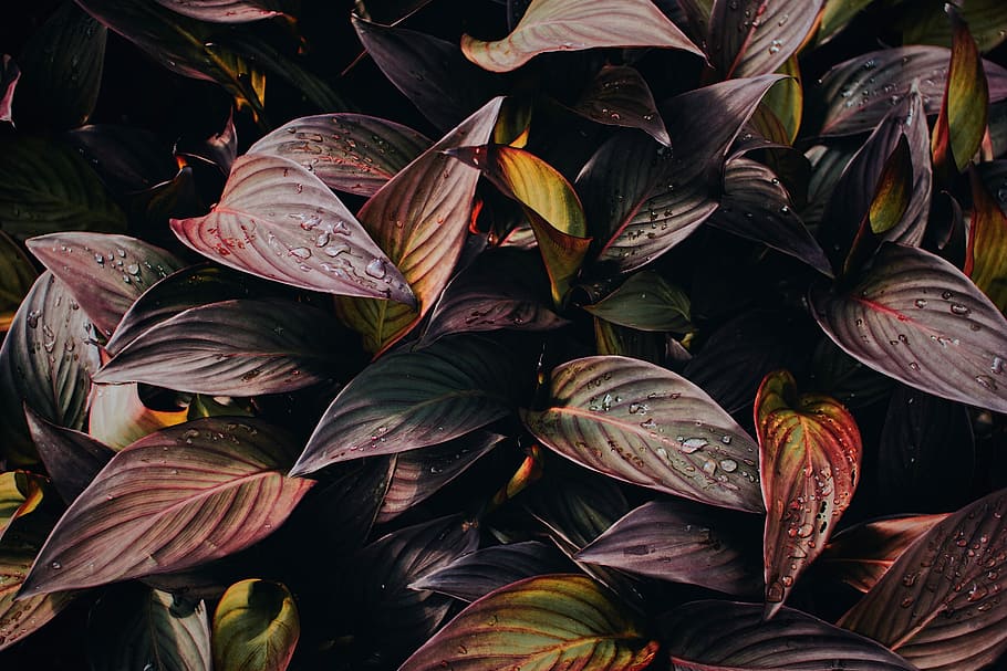 purple and green leaves with water due, green and red plant leaves HD wallpaper