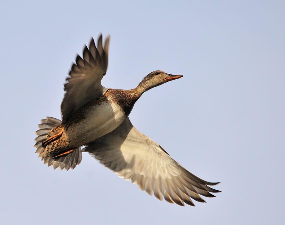 flying gray duck, gadwall hen, wildlife, nature, flight, bird, HD wallpaper