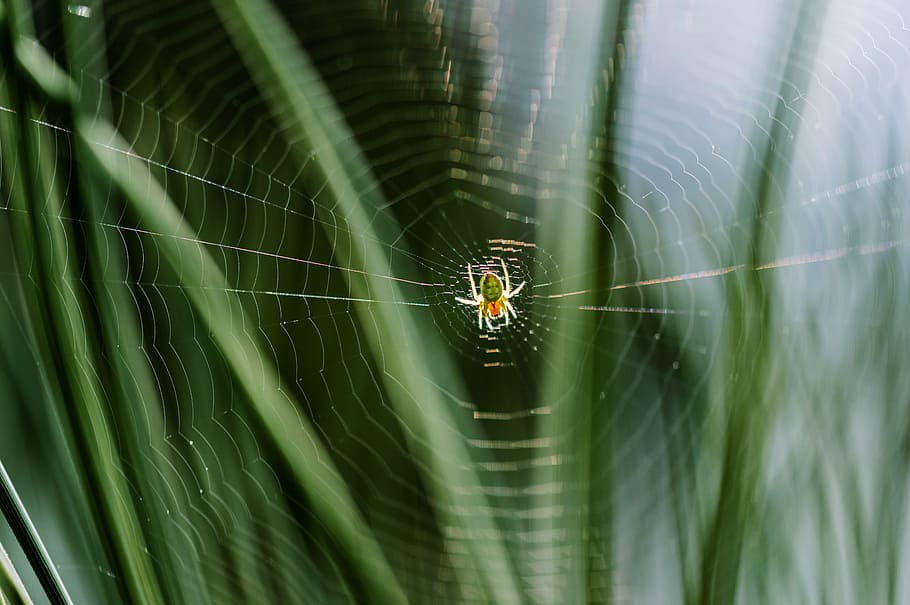 cobweb, spider, network, insect, arachnid, nature, spider Web HD wallpaper