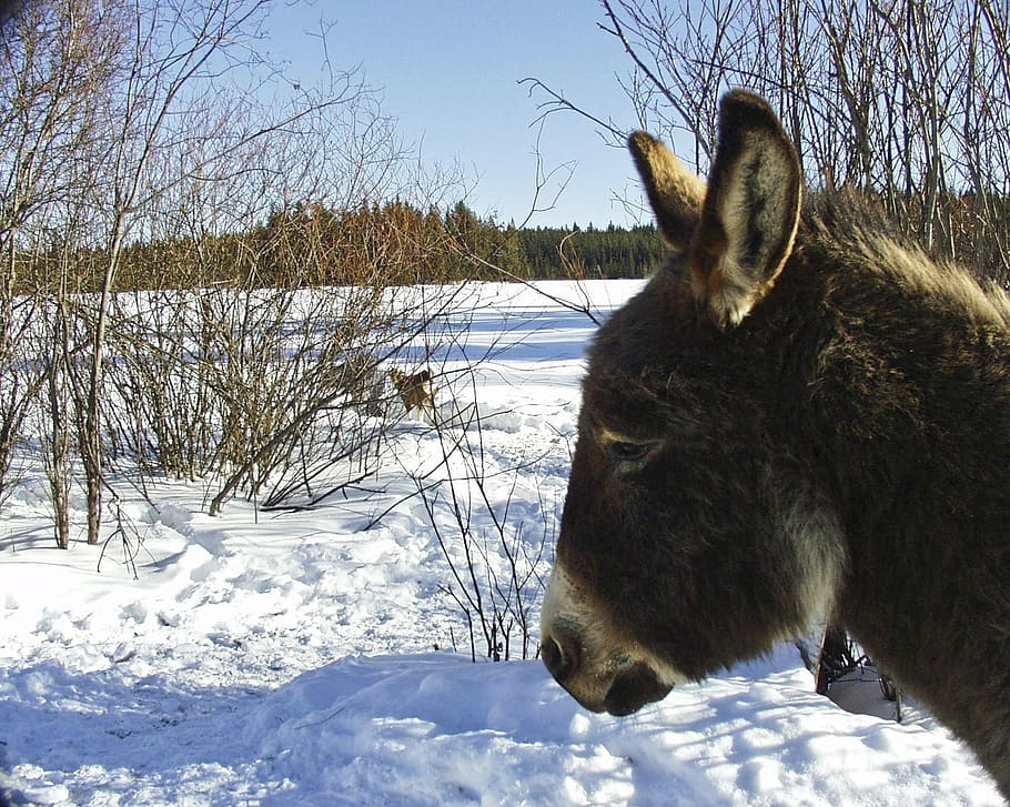 donkey, winter, snow, cold, animal, mammal, head, landscape HD wallpaper
