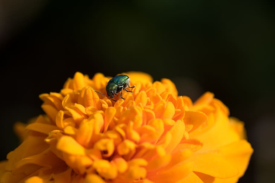 beetle, small beetle, black beetle, flower, orange flower, blossom HD wallpaper