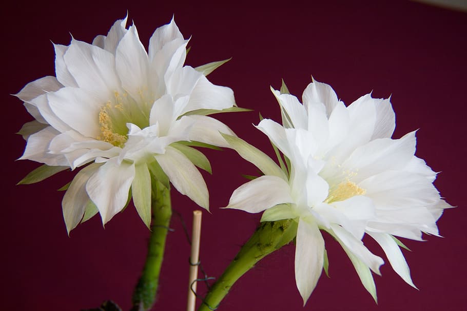 white cactus blossoms, flower, closeup, amazing, nature, green HD wallpaper