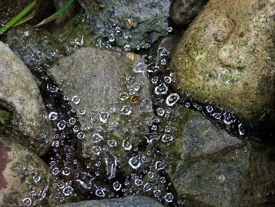 dew, stones, cobweb, autumn, wet, water, nature, drop, no people HD wallpaper