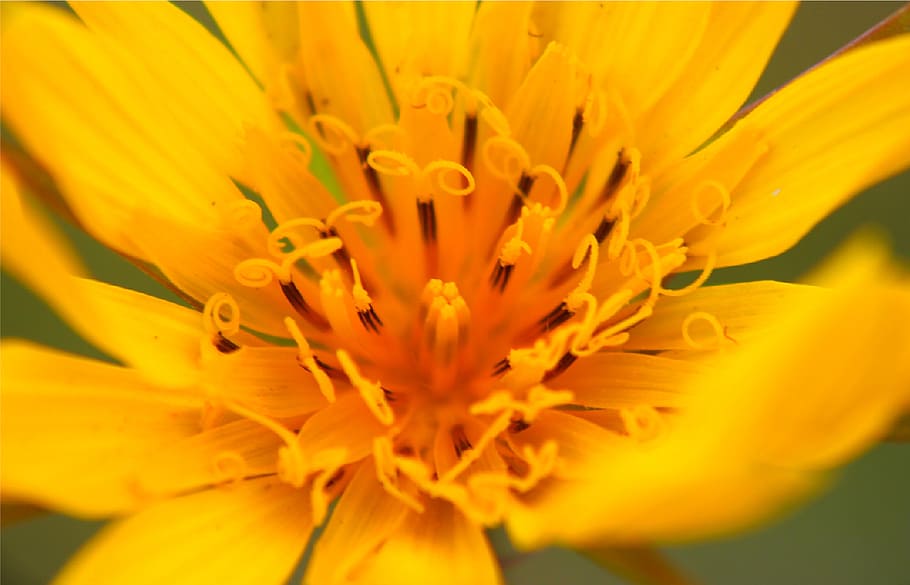 yellow, flower, macro, plant, flowering plant, petal, freshness HD wallpaper
