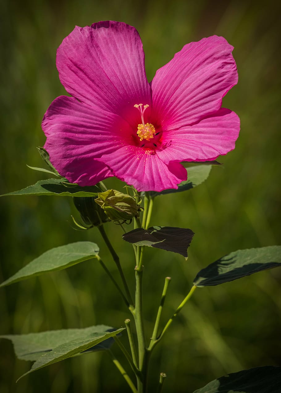 pink hibiscus in close up photography, swamp hibiscus, flower, HD wallpaper