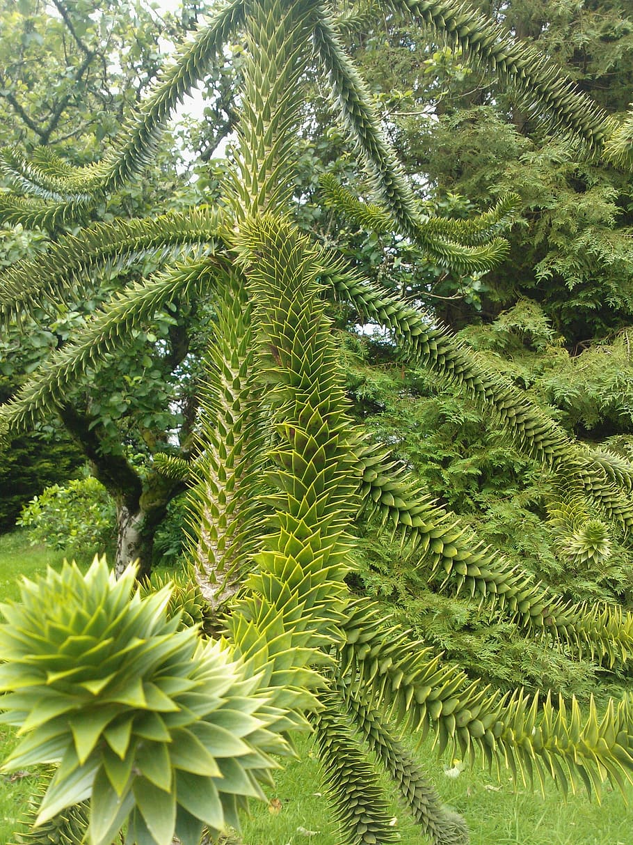 tree, nature, spiky, natural, green, outdoor, plant, leaf, foliage HD wallpaper