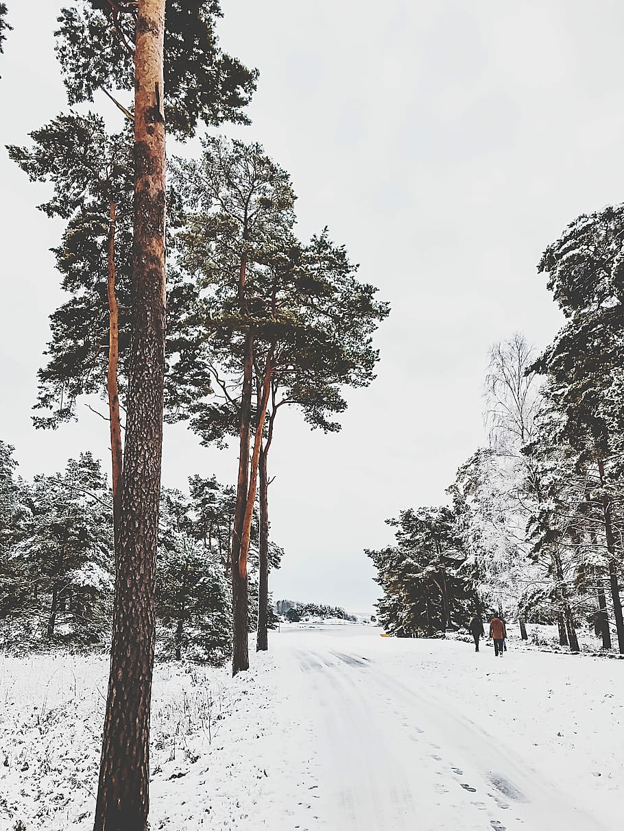 photo of road covered with snow near trees, woodland, forest HD wallpaper