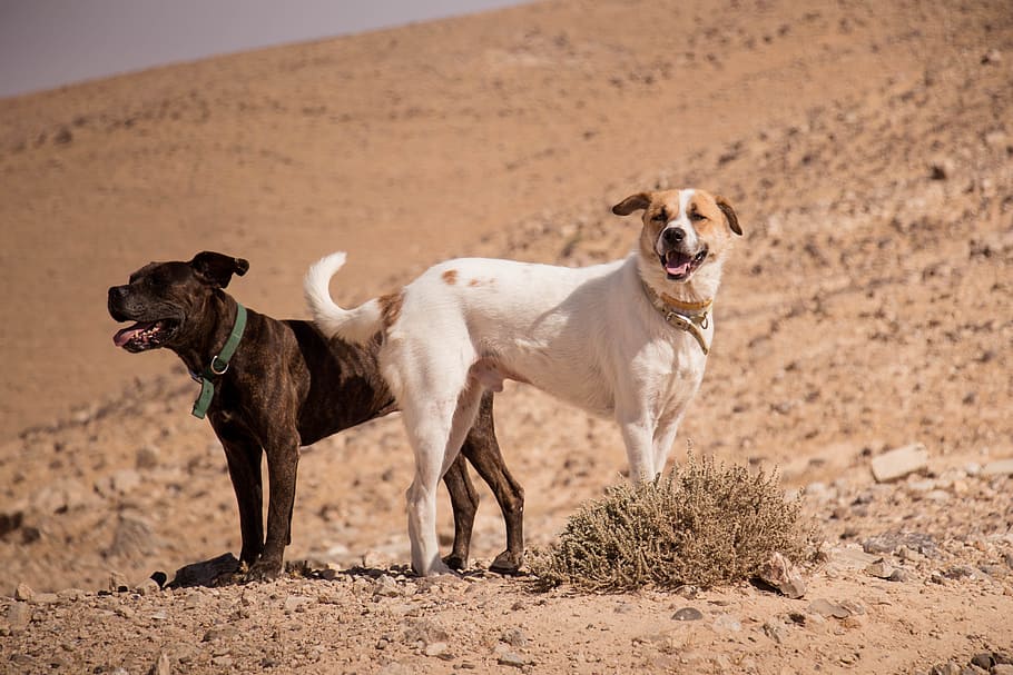 dogs, desert, sun, animal, nature, pet, sand, cute, black, friend, HD wallpaper