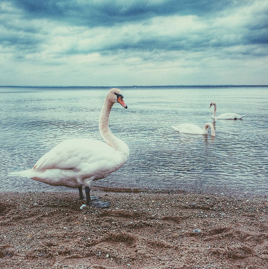 three white swan near shoreline, three mute swans near shoreline, HD wallpaper