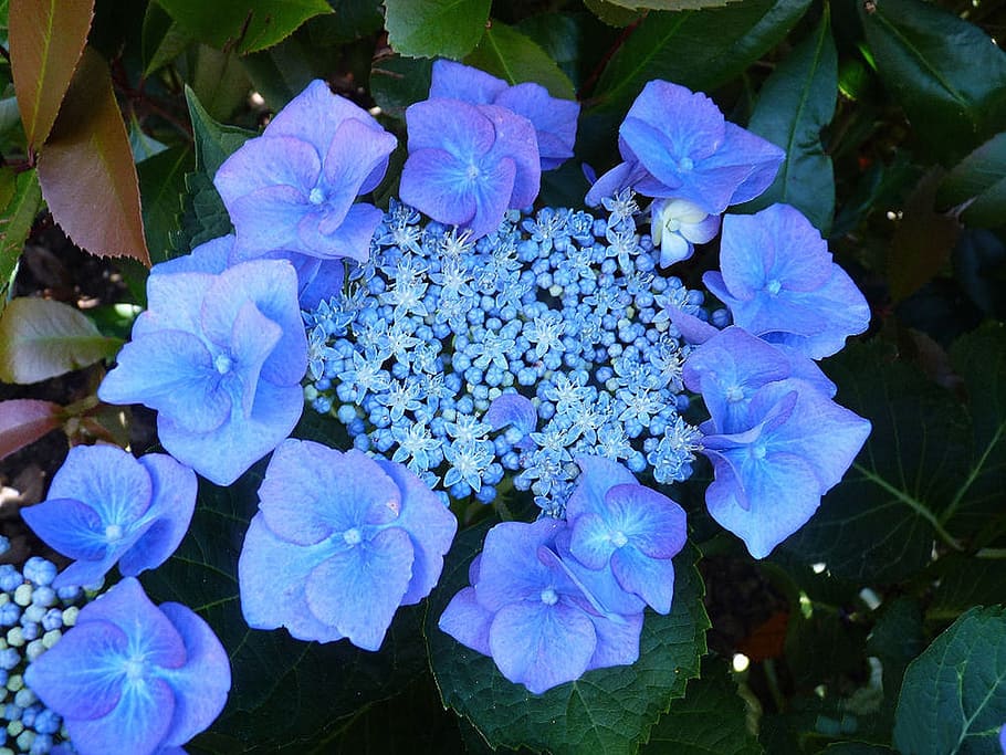 Plate, Hydrangea, Blue, Garden, plate hydrangea, nature, flower HD wallpaper