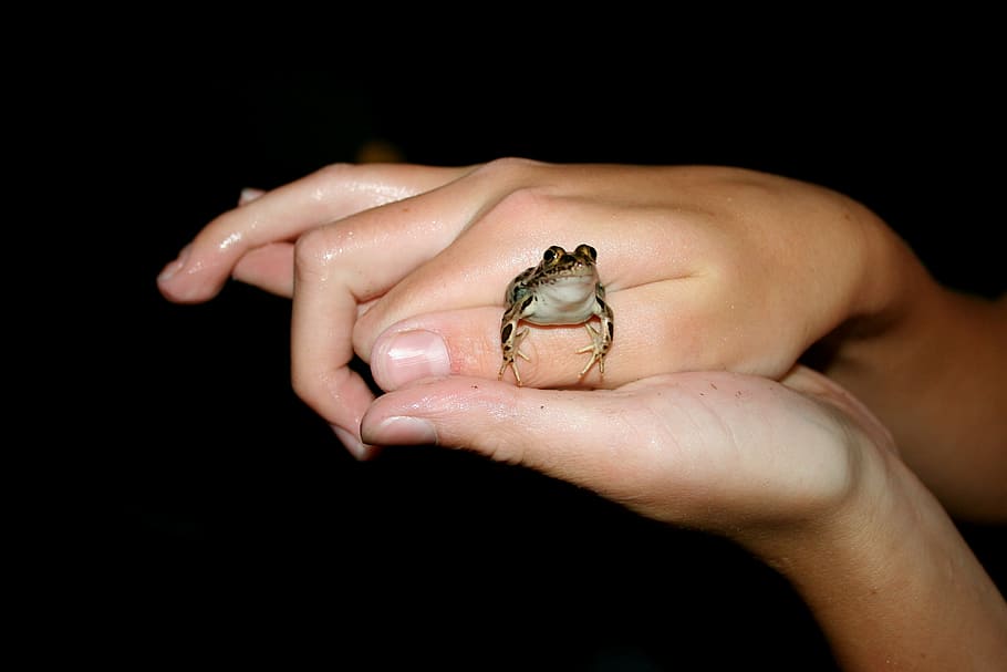 frog, amphibian, hands, small, toad, animal, cute, nature, wildlife HD wallpaper