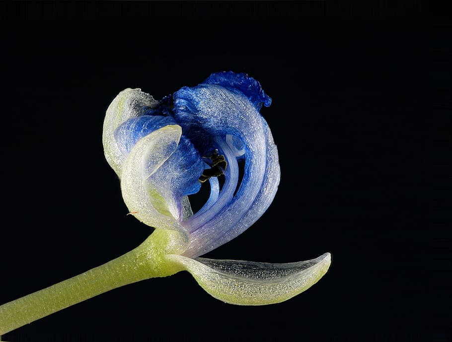flora, tiny, macro, studio shot, black background, beauty in nature HD wallpaper