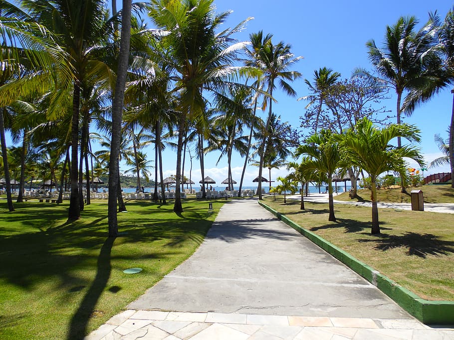 tree, tropical, beach, palm tree, plant, tropical climate, sunlight HD wallpaper