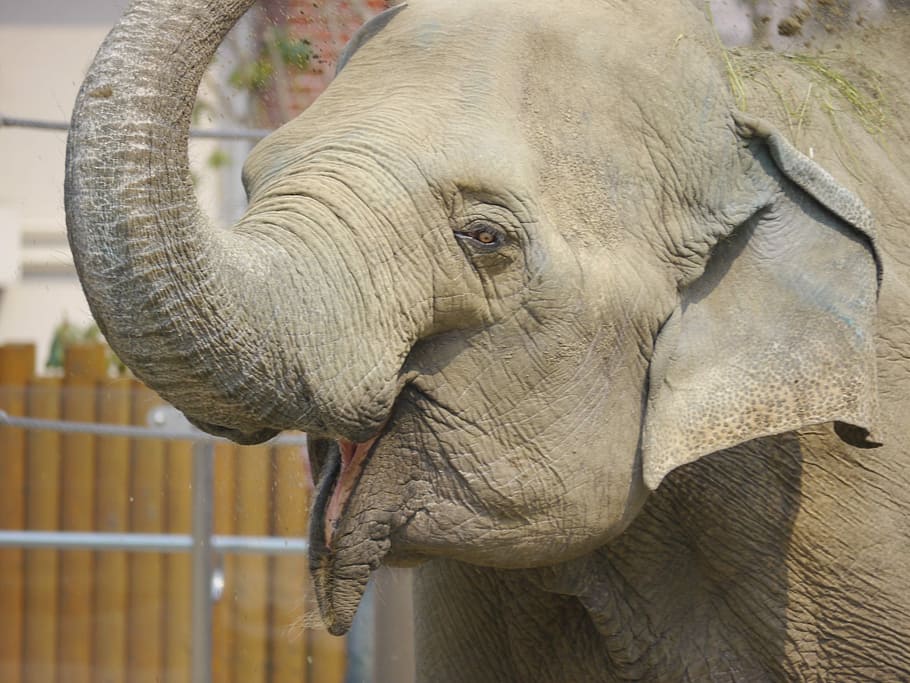 Elephant, Animal, Joy, one animal, animal body part, animal themes HD wallpaper