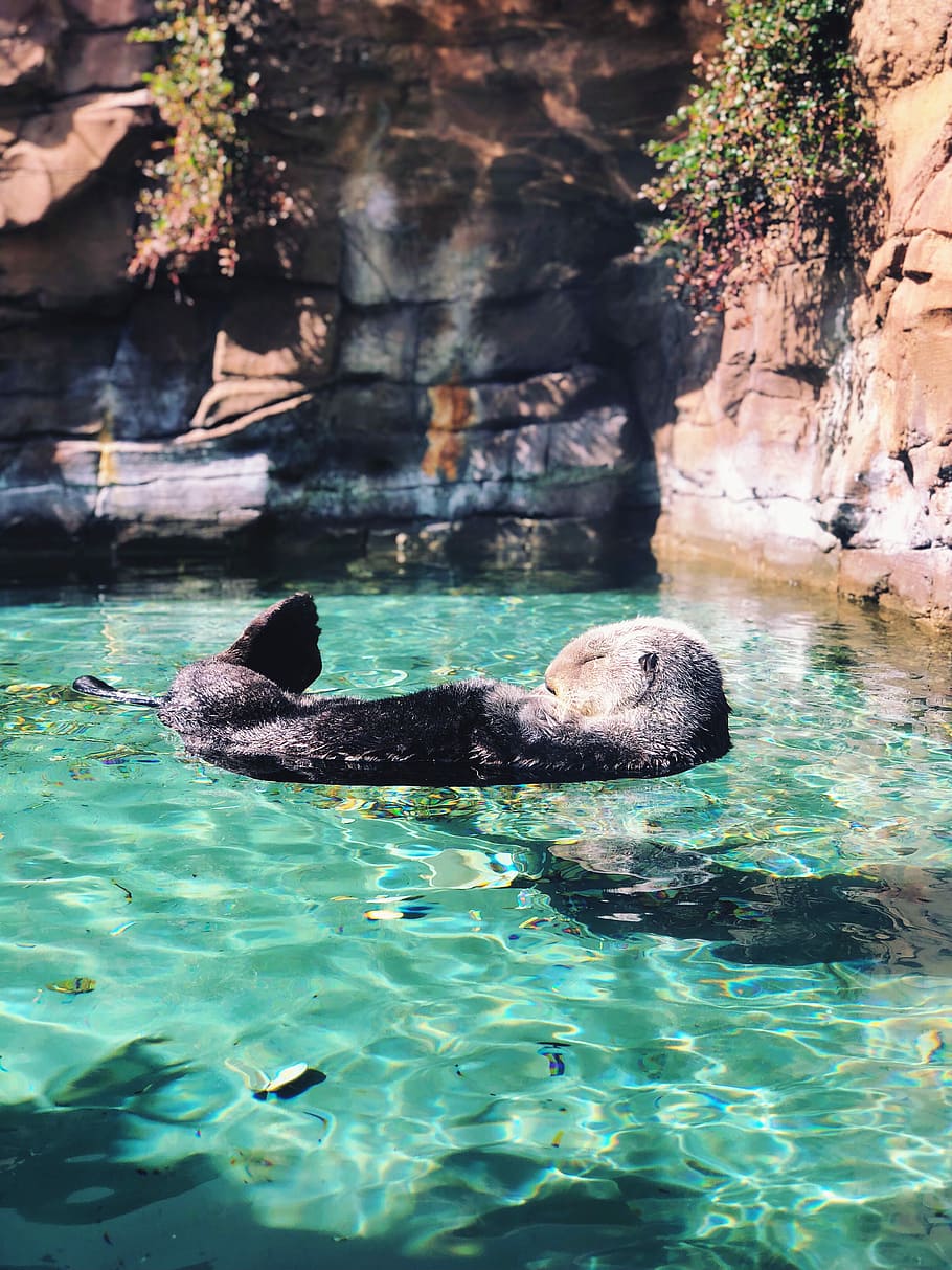 gray coated animal on body of water sleeping, photo of otter floating on water HD wallpaper