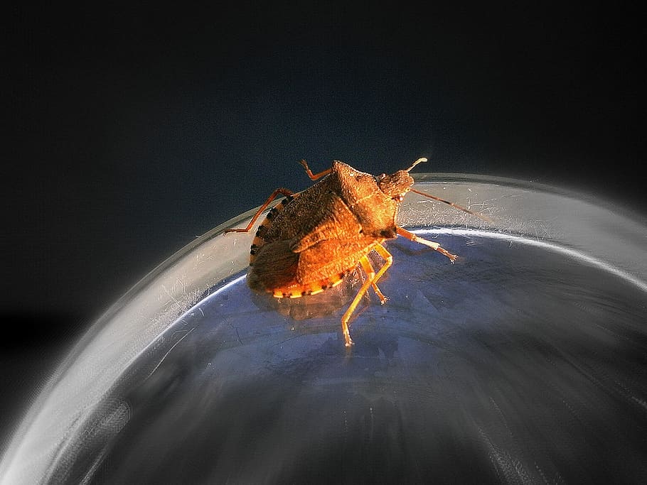 bug, insect, animal, panzer, crawl, forest guardian, shades of brown HD wallpaper