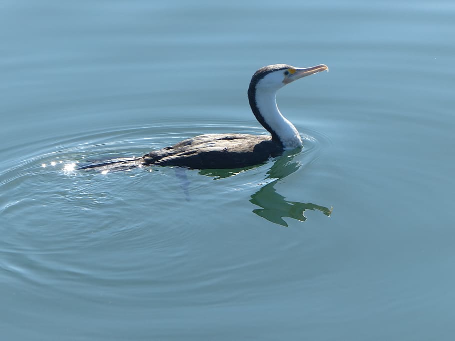 Cormorant, Water, Bird, Fly, Wings, feather, wildlife, beak HD wallpaper