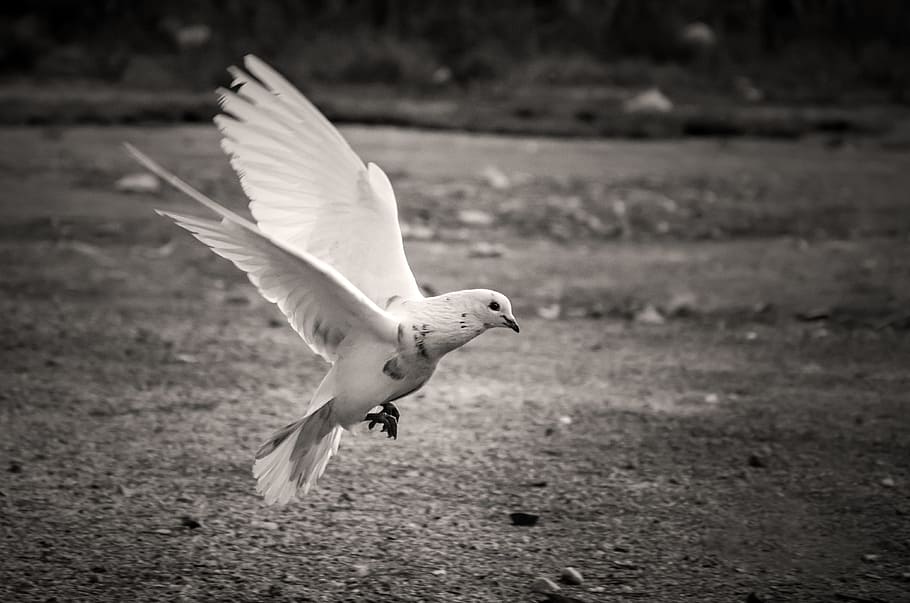 flying white bird, White, Pigeon, Feather, Freedom, wild, symbol HD wallpaper