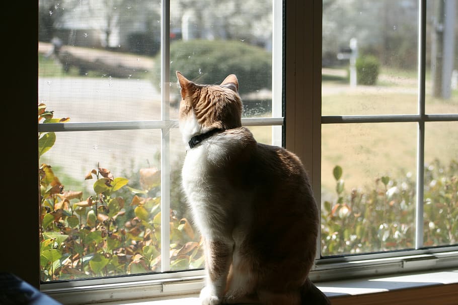 Cat, Shadow, Light, Window, Indoors, Pet, one animal, animal themes HD wallpaper