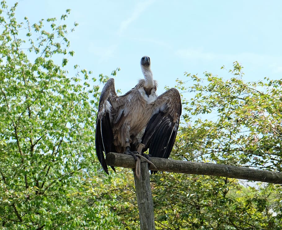 Vulture, Wings, Bird, animal wildlife, one animal, animals in the wild HD wallpaper