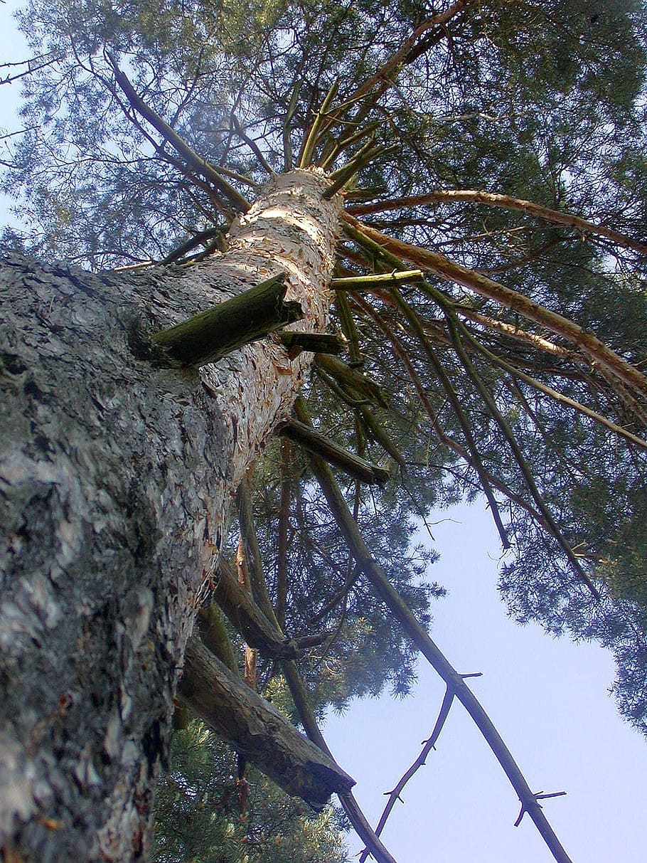 tree, high, view, up, strain, branches, heaven, nature, forest HD wallpaper