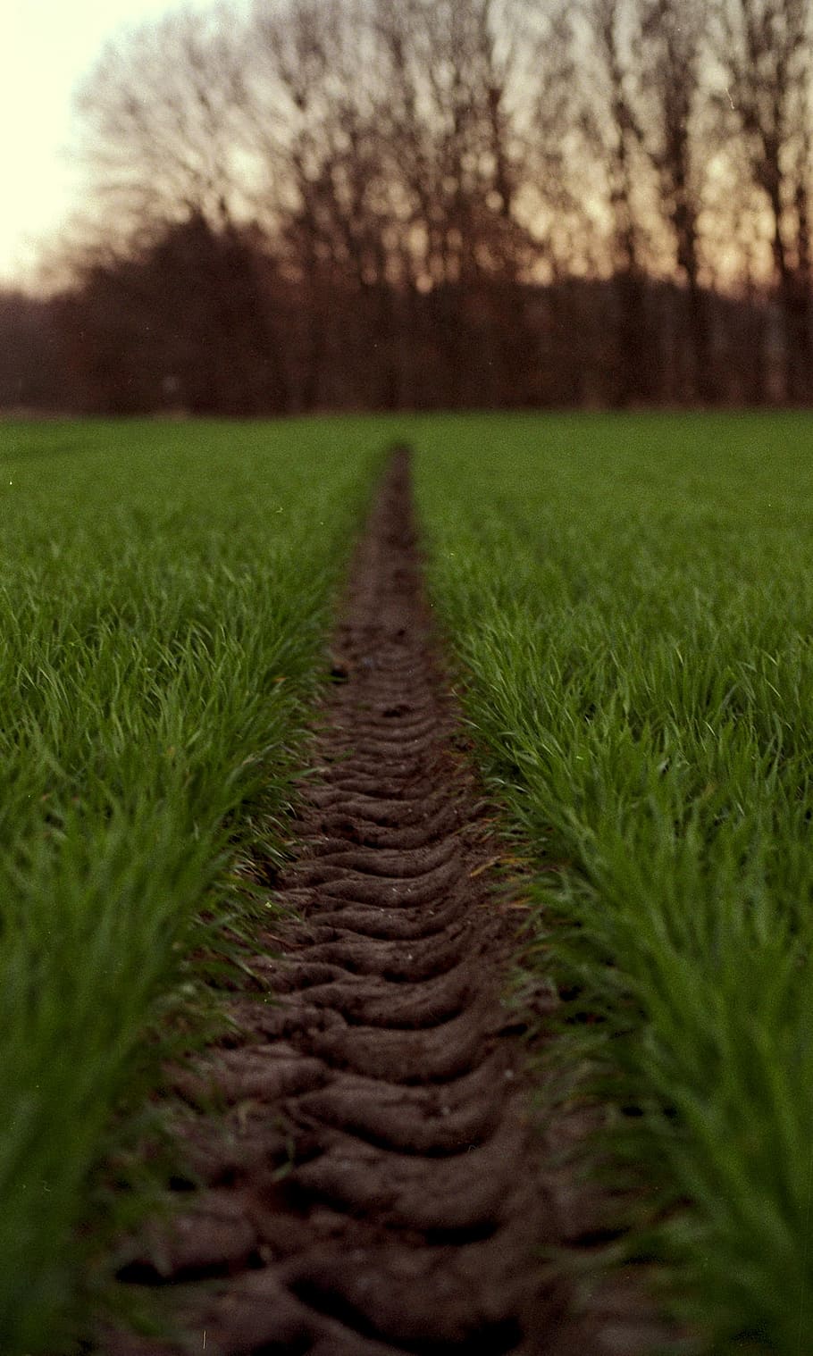 Tire, Path, Green, Wheat, tire path, track, road, countryside HD wallpaper