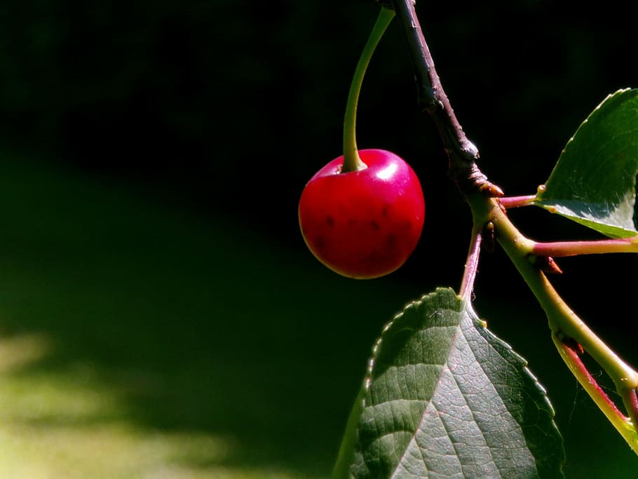 cherry, red, nature, fruit, food, healthy eating, leaf, food and drink HD wallpaper