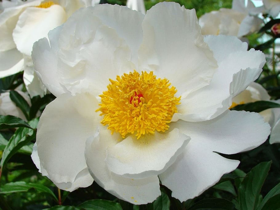 Peony, Flower, Garden, Spring, Flora, leaf, fragility, petal HD wallpaper