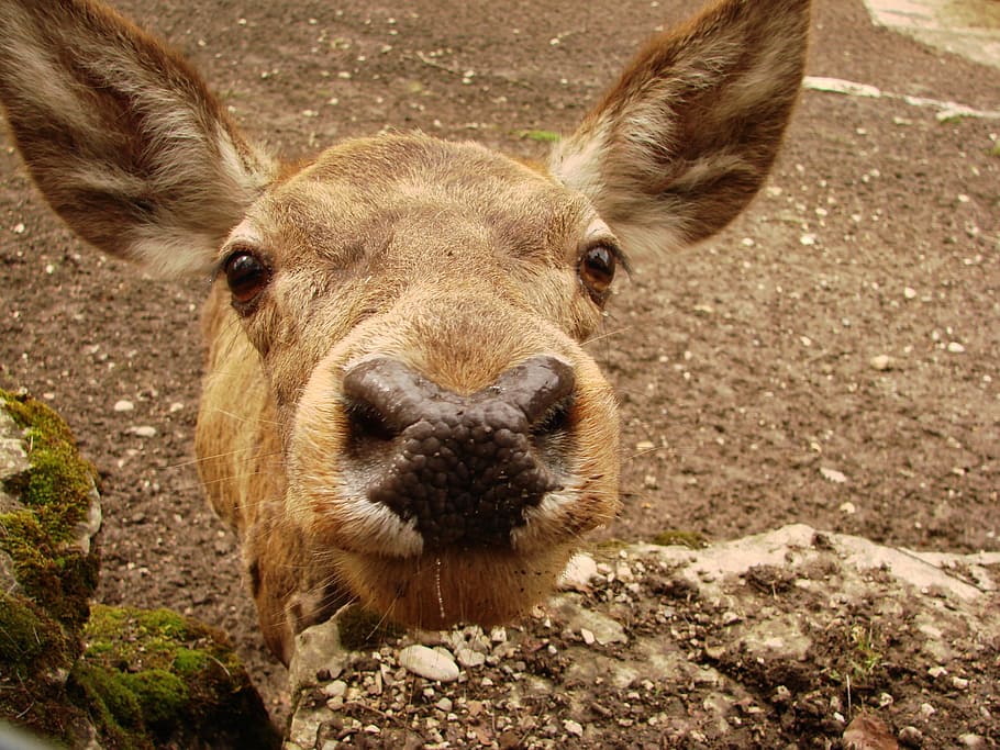 Roe Deer, Close, Nose, Snout, animal, mammal, animals And Pets HD wallpaper