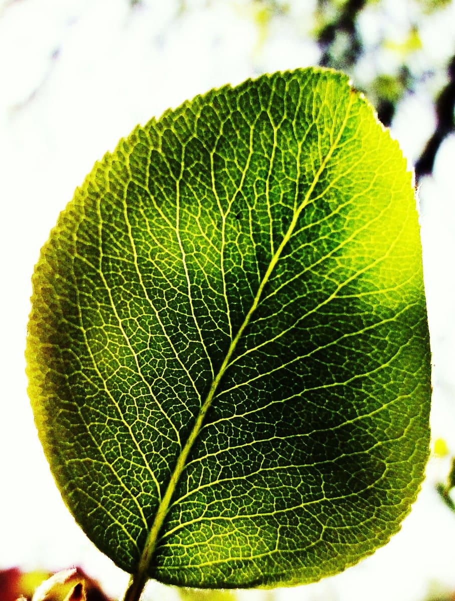 leaf, green, sun, plant, nature, macro, environment, plant part HD wallpaper