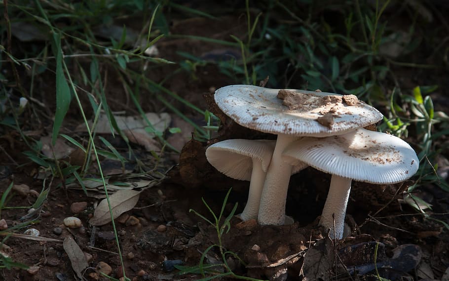 Mushroom, Toadstool, Forest, fungus, nature, growth, vegetable HD wallpaper