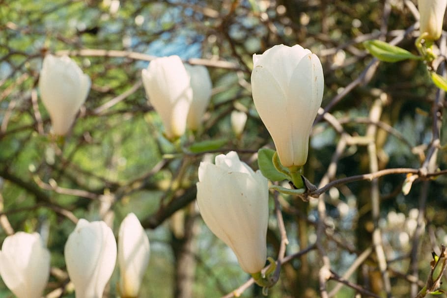 Magnolia, nature, plant, flower, petal, leaf, flower Head, close-up HD wallpaper