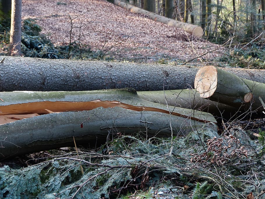 forest work, wood casework, tree trunks, sawing, storm damage HD wallpaper