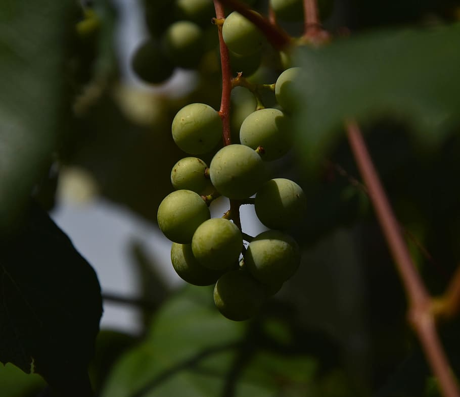 young grapes in nature, green fruits, olive, branch, tree, dark HD wallpaper