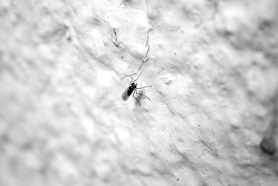 bug, mosquito, fly, insect, pest, animal, malaria, nature, parasite HD wallpaper
