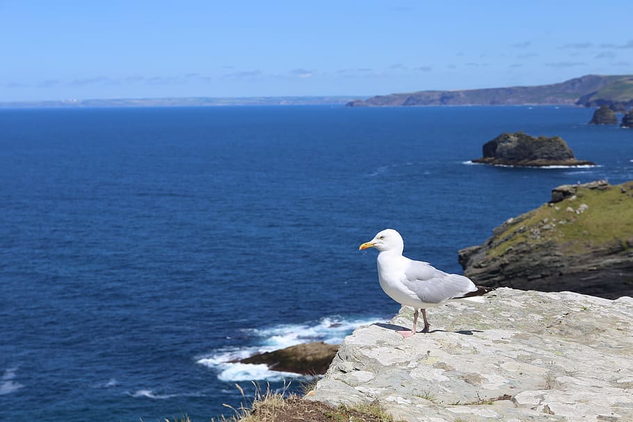 Cornwall, Tintagel, Coast, Uk, England, sea, ocean, britain HD wallpaper