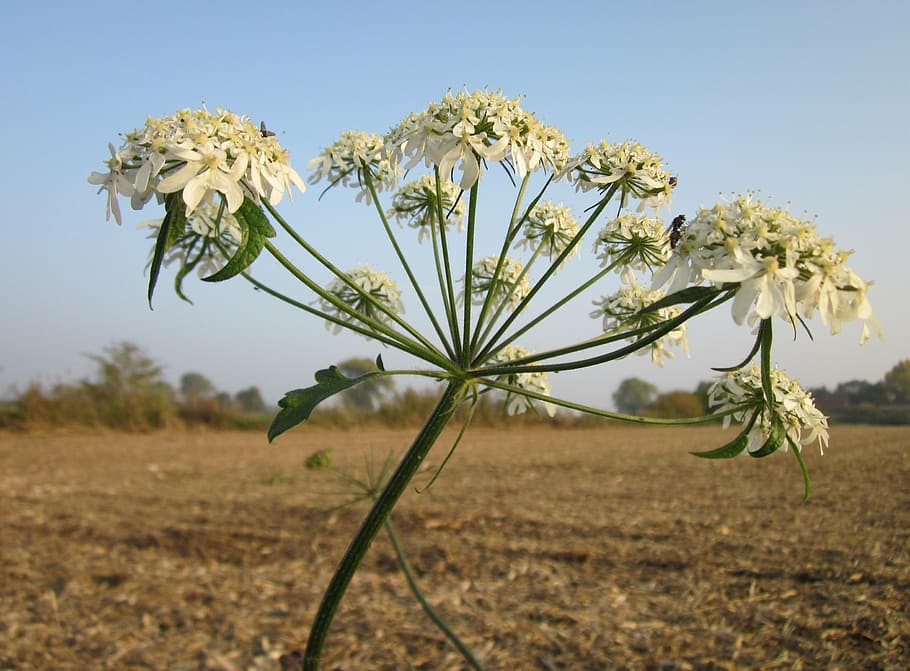 Common hogweed 1080P, 2K, 4K, 5K HD wallpapers free download