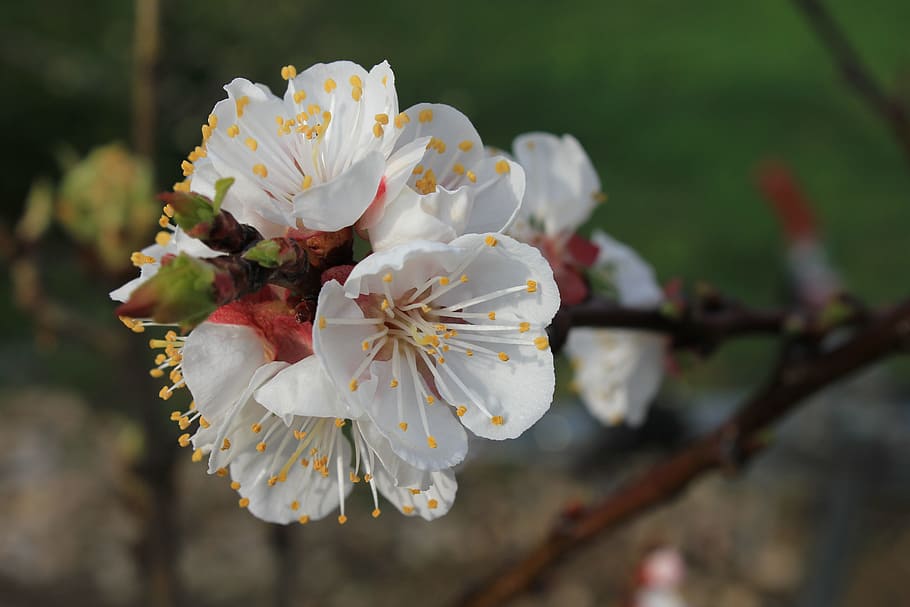 Flowers, Spring, Nature, Aesthetic, bud, plant, tree, close-up HD wallpaper