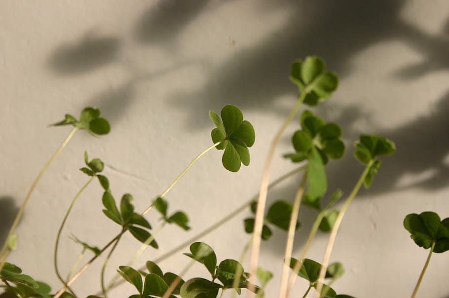 Clover, Small, Fresh, Plant, small fresh, leaf, growth, no people HD wallpaper