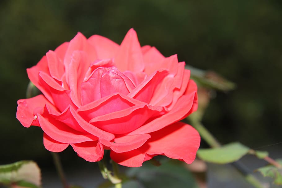 rose, flower, red rose, macro, flowering plant, vulnerability HD wallpaper