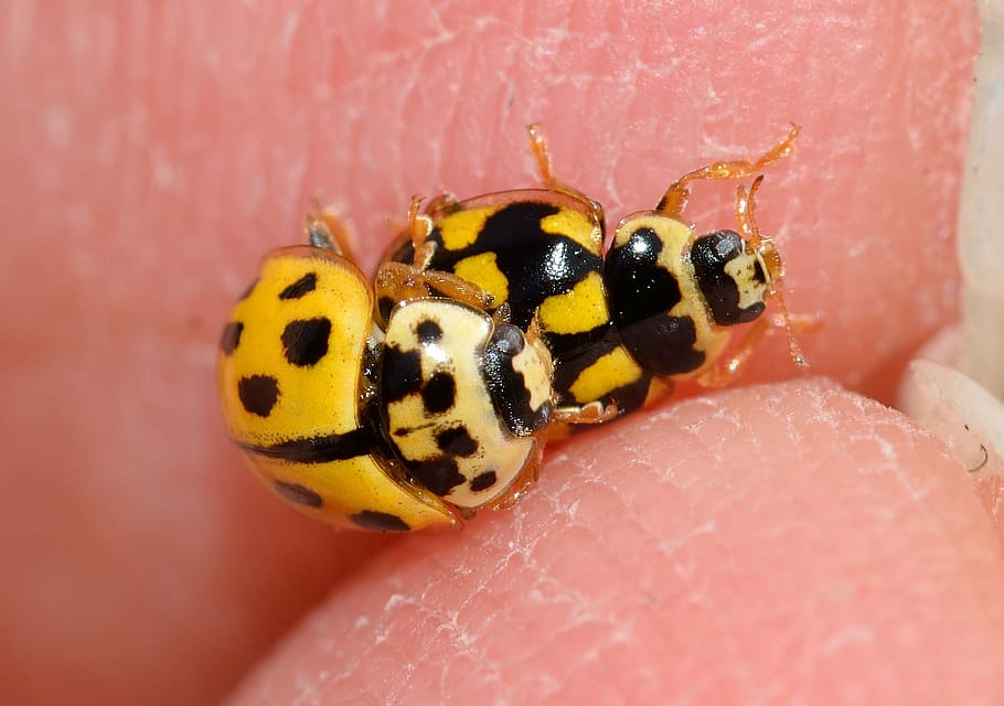 ladybug, the trilogy, quatuordecimpunctata, coupling, beetles HD wallpaper