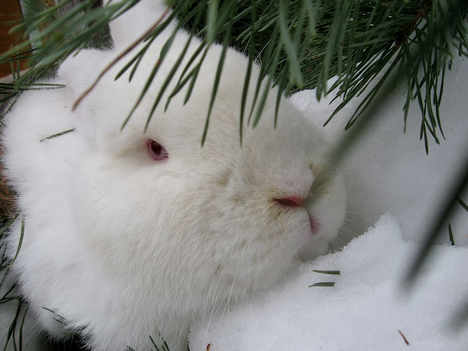 rabbits, animal, cute, pet, living nature, ears, gray rabbit HD wallpaper