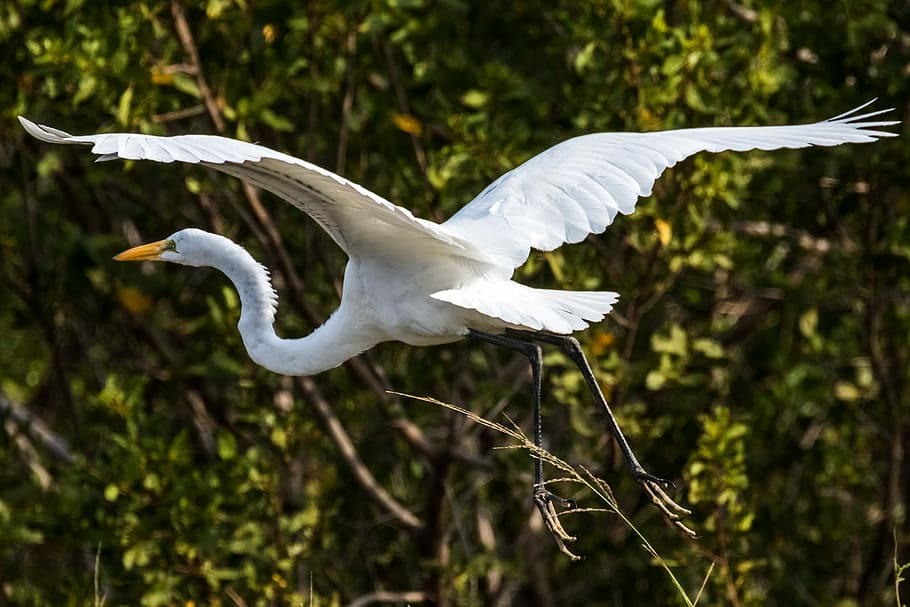 white stork flying, cuba, cayo santa maria, garzón, birding, HD wallpaper