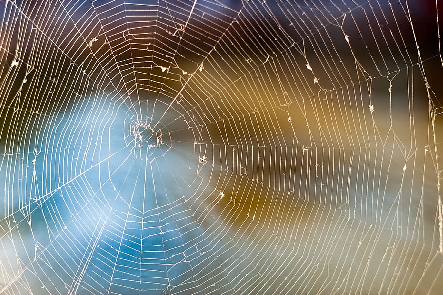 close-up photography of spider web, nature, water, insects HD wallpaper