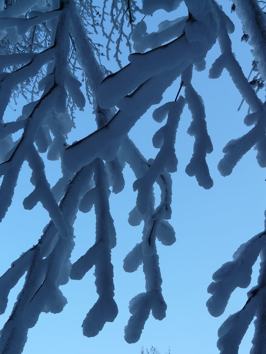 tree, branches, aesthetic, hoarfrost, iced, winter, no people HD wallpaper
