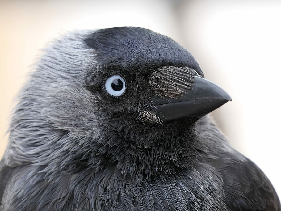photo of black and gray bird during daytime, jackdaw, head HD wallpaper