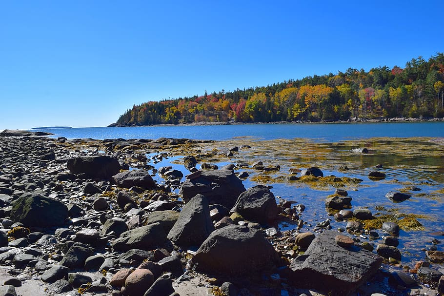 shore, trees, rocks, ocean, pine trees, maine, nature, water HD wallpaper